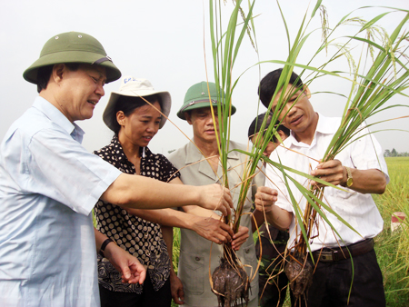Hưng Yên Bí thư Tỉnh ủy kiểm tra sản xuất nông nghiệp